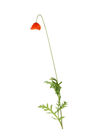 Red poppy isolated on whiteの写真素材