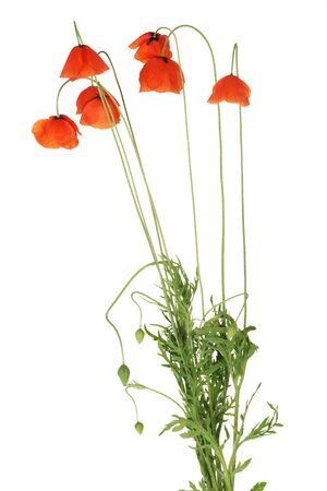 Red poppy isolated on whiteの写真素材