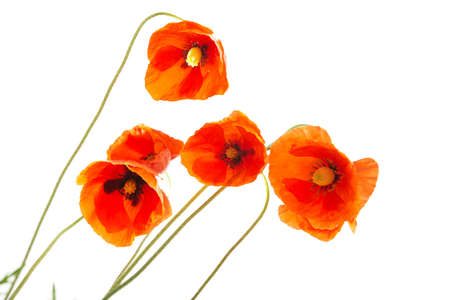 Red poppy isolated on whiteの写真素材