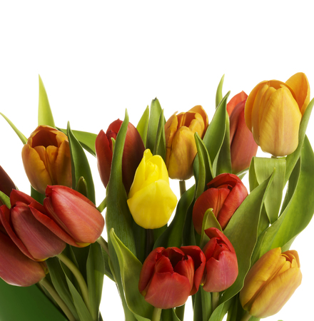 Bouquet of fresh living tulips. Isolated on white.の写真素材