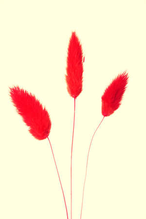Red flower decoration used in bouquets.の写真素材