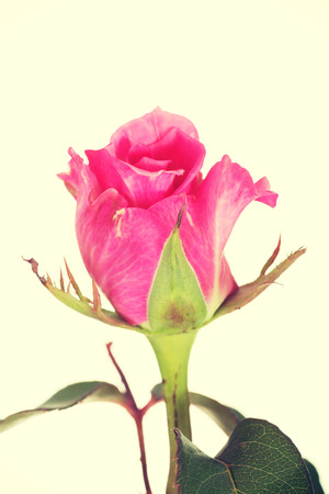 Pink rose on a long stalkの写真素材