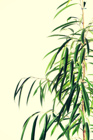 Close up on dracaena leaves.