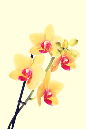 Branch of orange orchid flower.の写真素材