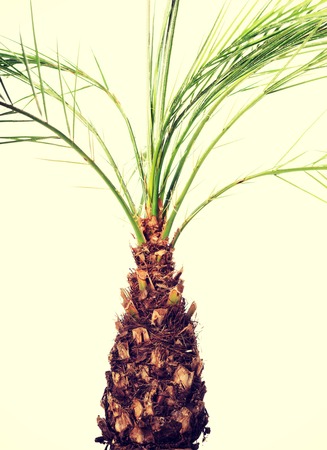 Beautiful palm plant in a brown pot.の写真素材