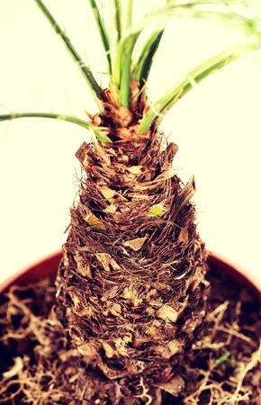 Beautiful palm plant in a brown pot.の写真素材