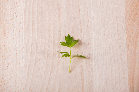 Leaf of lovage on wooden background.の写真素材