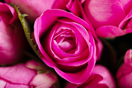 Close up pink rose background.