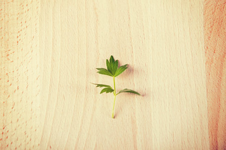 Leaf of lovage on wooden background.の写真素材