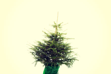 Undecorated christmas tree in pot.の写真素材