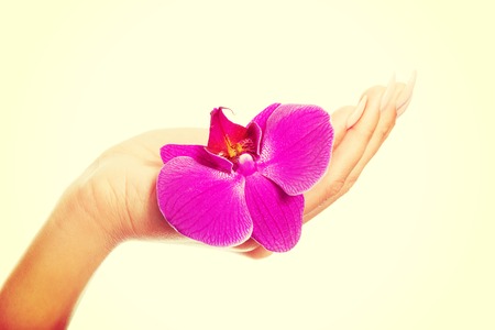 Woman hand with purple orchid petal.の写真素材