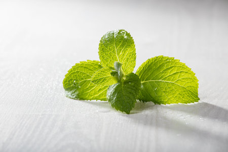 Fresh green leaves on grey board.の写真素材