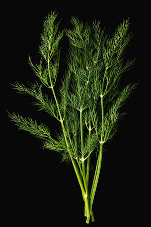 Fresh green dill on black background.の写真素材