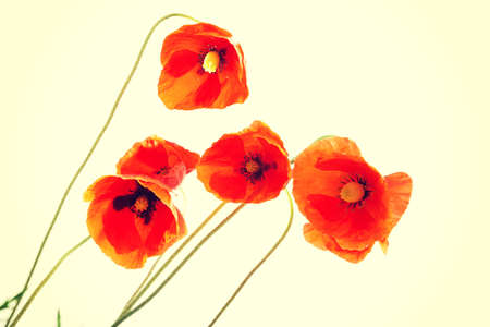 Red poppy isolated on whiteの写真素材