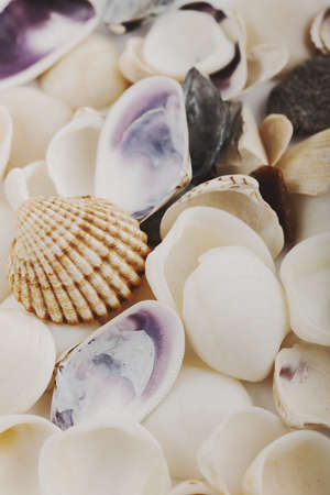 Background from a sea shells.の写真素材