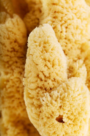 Background of natural sea sponge.の写真素材