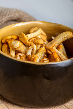 Heap of fresh yellow forestry chanterelle.の写真素材