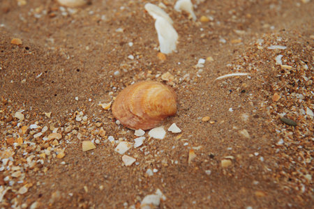Seashell on the background of sand and crushed shells.