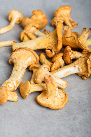 Heap of fresh yellow forestry chanterelleの写真素材