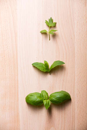 Leaves of lovage mint and basil on wooden backgroundの写真素材