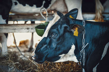 Cow in a barn.の写真素材
