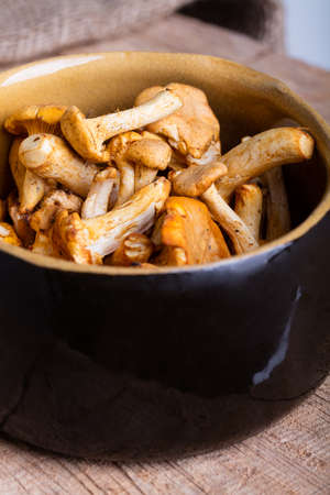 Heap of fresh yellow forestry chanterelle.の写真素材