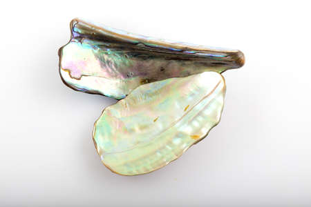 Shining mother of pearl on white backgroundの写真素材