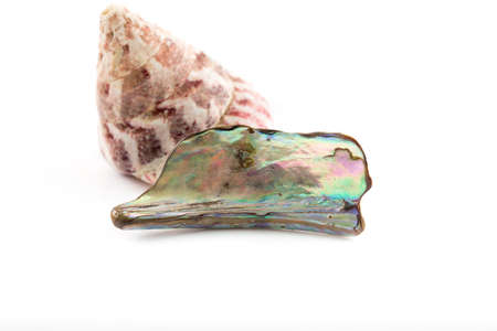 Shining mother of pearl and sea shellの写真素材