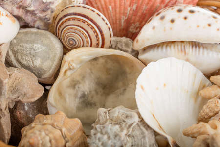 Background from a sea shellsの写真素材