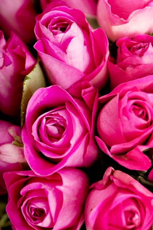 Close up pink rose background.の写真素材