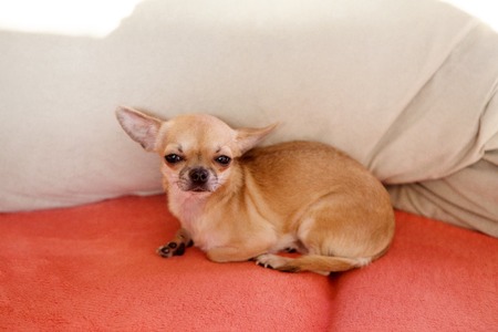 Funny chihuahua puppy on the sofaの写真素材