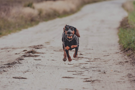 Running black dog, outdoor