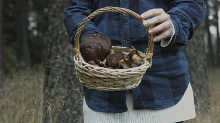 Seasonal food, mashrooms in basketの写真素材