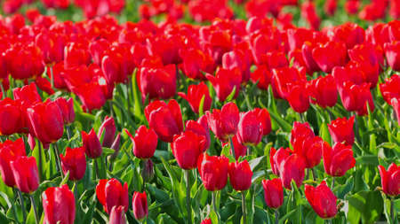 Red tulips on fieldの写真素材