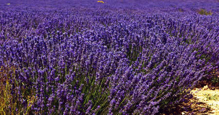Lavender flowers, close viewの写真素材