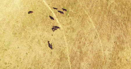 Herd of horses on pasture in wild spaceの写真素材