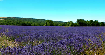 Purple field of lavender flowers background. Summer landscape in Provence.の写真素材