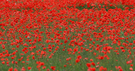 The wide view of poppies fieldsの写真素材