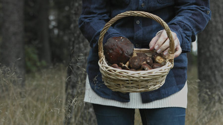 Woman's hands choose firts mashroom and show it to camera and then choose seconde mashroom. After that the camera turn to left and focus on trees in forest.の写真素材