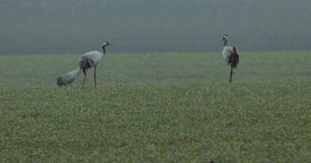Common Cranes or Eurasian Cranes (Grus Grus) birds during migration to the North in the spring.の写真素材