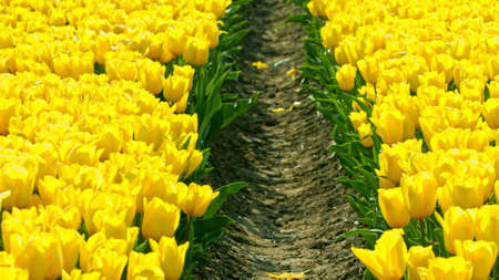 Yellow tulips on fieldの写真素材