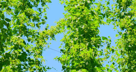 The high hop plantsの写真素材