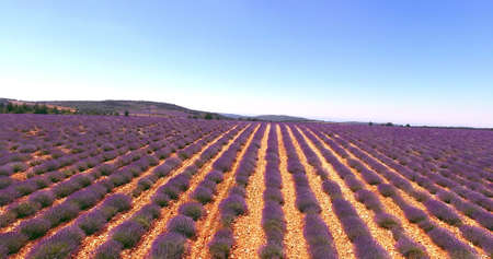 Landscape with lavender fieldsの写真素材