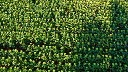 Sunflowers field from airの写真素材