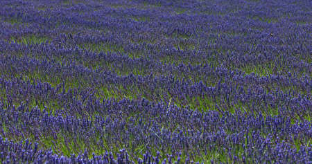 Purple laverder flowers in Provence in France - rural backgrundの写真素材