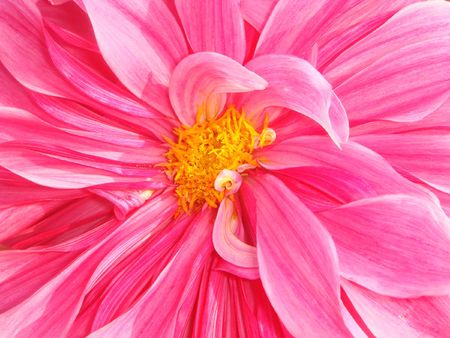 Dahlia flowerの写真素材