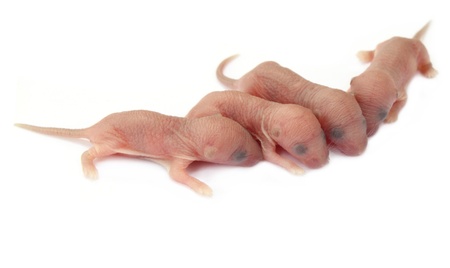 Group of newly born ratsの写真素材