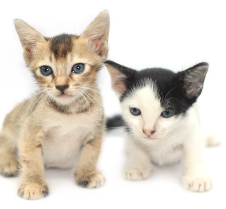 Two baby cats with selective focus over white background