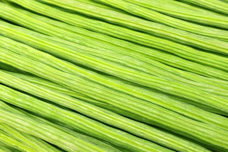 Close up of Moringa Oleifera or sonjna of Indian subcontinentの写真素材