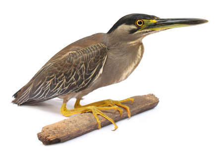 South Asian heron over white backgroundの写真素材